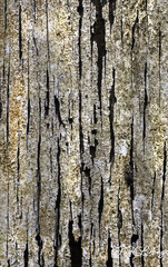 Obraz premium wooden Panel