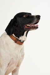 portrait of a large white dog with black head with slightly open snoot in front of white background