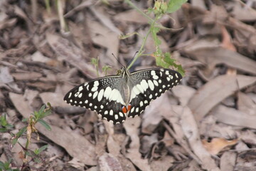 Papilio Butterfly from the Australian Outback