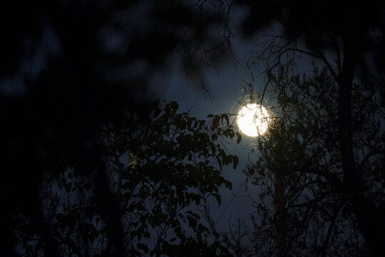 Hunter's Moon Behind Scary Creepy Tree Branches Halloween Evening Sky © Arturo