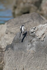white wagtail on the rock