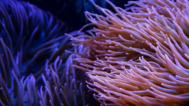 Colorful neon coral reefs and anemones swaying slowly. Close-up macro footage. Tropical sea biology bottom. Beautiful underwater scenery landscape. Amazing nature calming background.