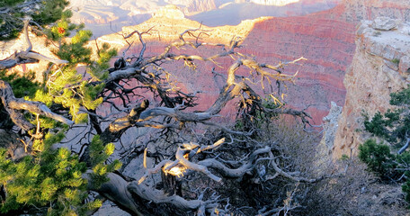 Dry tree hanging over Grand Canyon
