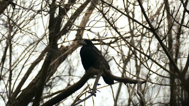 Close-up of a black crow sitting among the bare branches against a white sky. Footage for winter season naturalistic and poetic projects. Artistic, poetic, Halloween backgrounds, screensavers.