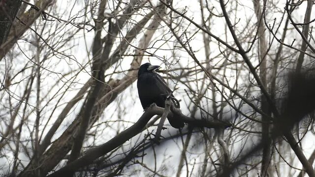A black raven sits on a bare branch without leaves. A dark crow against a background of bare branches and a white sky. Black Bird on Branch.