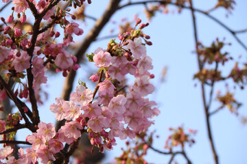 河津桜