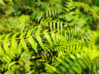 Close up Picture of a fern leaf into bushes with blurry background in West Bengal,india.Selective focus on subject.