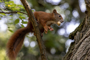 Eichhörnchen © PhotoArt