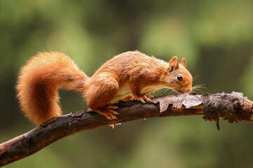 Eichhörnchen © PhotoArt