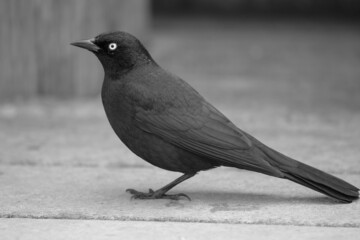 A small black bird by the ocean. 