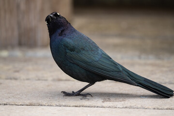 A small bird looking confused