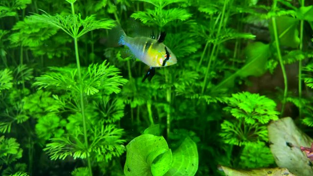 Apistogramma ramirezi. A funny moment. Butterfly cichlid in aquarium with other fish