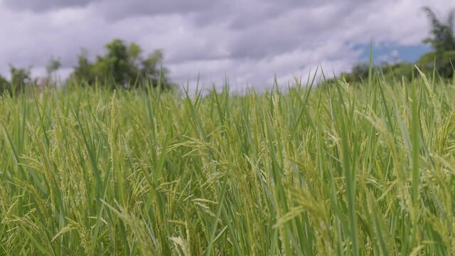 A lovely green field with waving rice stalks in the breeze.