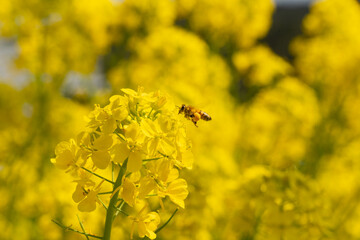 Rapeseed - Brassica napus - are bloom and honey bee comes at the flower in sunny day, JAPAN.