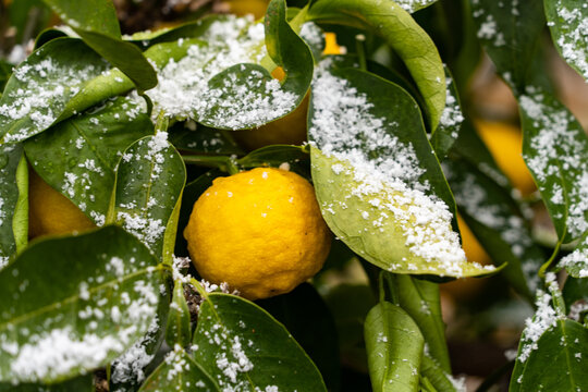 Bear a citrona small citrus fruit - Citrus junos - in snowing in Fukuoka city, JAPAN. Japanese name of this Citrus is Yuzu.