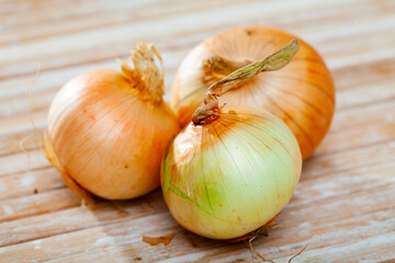 Just harvested fresh onions placed on wooden table.