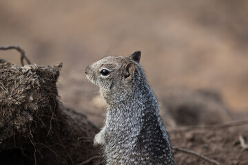 A squirrel head