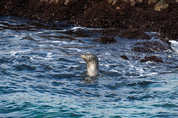 Fototapeta premium A seal in the Pacific Ocean