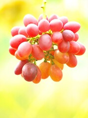 美味しいぶどう狩り