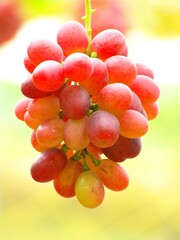 美味しいぶどう狩り