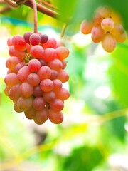 美味しいぶどう狩り