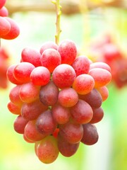 美味しいぶどう狩り