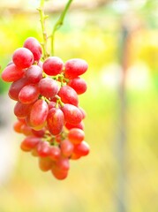 美味しいぶどう狩り