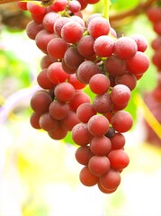 美味しいぶどう狩り