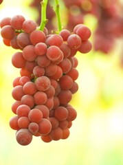 美味しいぶどう狩り