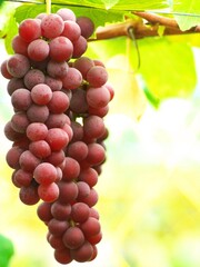 美味しいぶどう狩り