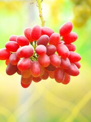 美味しいぶどう狩り