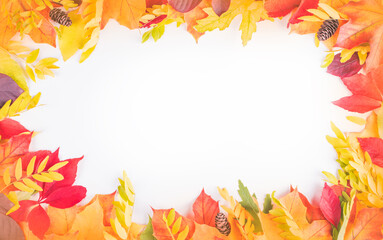 Colorful Autumn Leaves on White Background