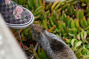 Squirrel by a shoe