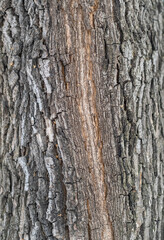 The texture of the bark of an old willow