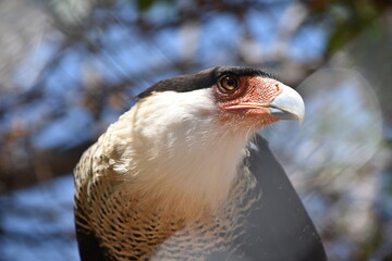 Aguila vigilante