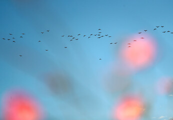 대구 하중도 코스모스 위로 기러기가 날아 간다.
북쪽의 찬 공기와 함께 기러기가 날아든다.
코스모스의 분홍색과 더불어 늦어가는 가을을 느끼게 한다.