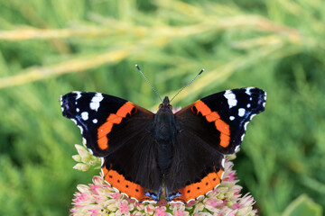 butterfly sitting on a flower