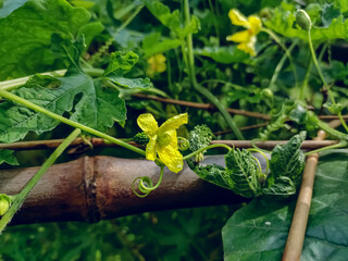 Momordica charantia is a tropical and subtropical vine of the family Cucurbitaceae, widely grown in...