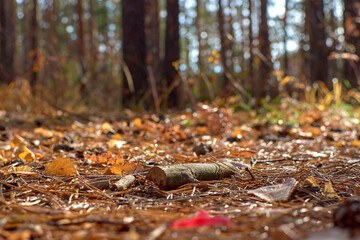Autumn forest in clear sunny weather 