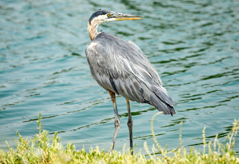 great blue heron