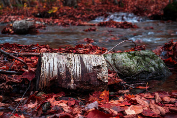 Obraz premium Foliage Stream of Leaves 