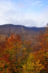 Foliage Foggy Mountains