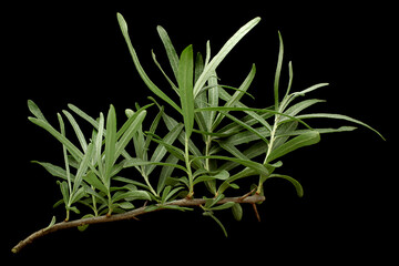 Sea buckthorn tree leaf