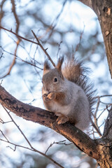 Fototapeta premium The squirrel sits on a branches in the winter or autumn