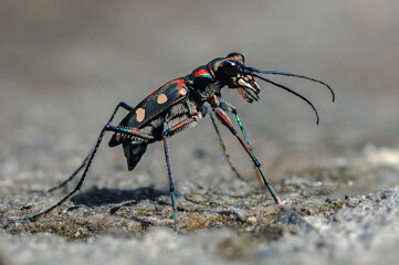 Tiger Beetle on the sand