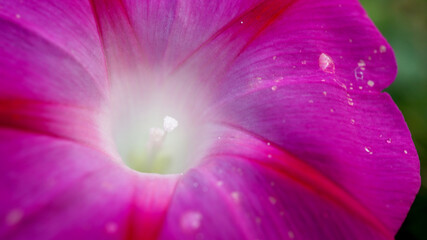 가을 산책길 꽃잎들