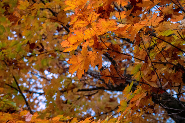 Naklejka na ściany i meble Autumn Tree Foliage