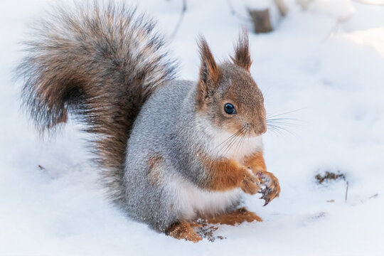 The squirrel in winter sits on white snow. © Дмитрий Поташкин
