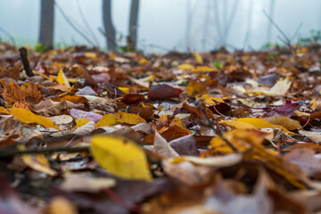 Autumn Morning Dew Leaves in Vermont