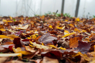 Morning autumn dew fall leaves of color